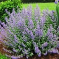 thumbnail image 4 of RedCrocus Junior Walker' Catmint Nepeta x faassenii- Aromatic Perennial, Pollinator Friendly, Drought Tolerant, Garden Border, Container Plant 2 Gallon, 4 of 18