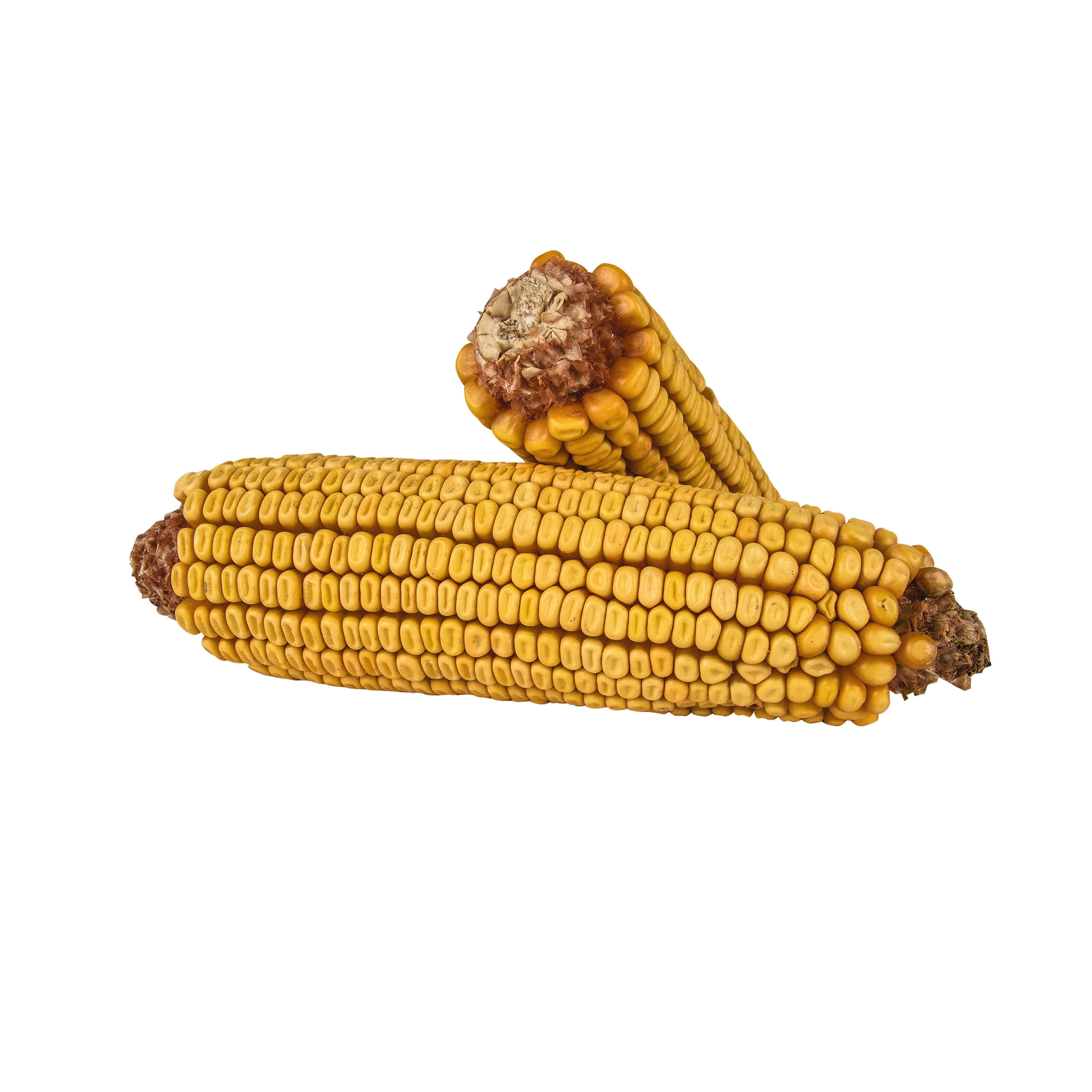 Kaytee Corn on the Cob, Squirrel and Critter Feed, 6.5 lb. Bag, Dry, 1 Pack