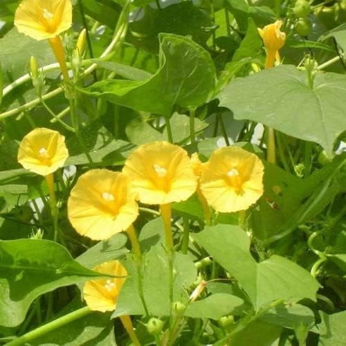 Yellow Morning Glory Flower Seed 100 Seeds Showy Accent Plant Native Wildflower Excellent Addition to Garden