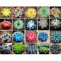 US SEED BANK 50 Mixed Lithops Plant Seeds, Rare Living Stones