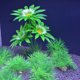 thumbnail image 4 of Plantas de acuario, 10 piezas de plantas de acuario artificiales, utilizadas para la decoración del acuario., 4 of 5