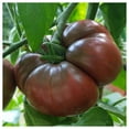 thumbnail image 5 of Everwilde Farms - 50 Black Krim Heirloom Tomato Seeds - Gold Vault Seed Packet, 5 of 5