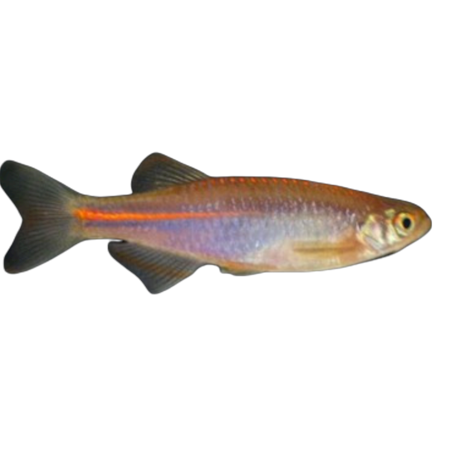 3 pack Pearl Danio Unsexed