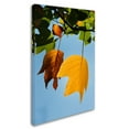thumbnail image 2 of Trademark Fine Art "Couples Fall" Canvas Art by Philippe Sainte-Laudy, 2 of 3