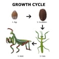thumbnail image 4 of 1 Set Mantis Life Cycle Figure Insect Life Cycle Figure Early Education Prop, 4 of 7