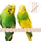 thumbnail image 1 of MERRYHAPY 4Ud Percha Para En Madera Para Descanso Y Entrenamiento De Pájaros, 1 of 8