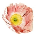 thumbnail image 2 of Popp, Grace 26x26 Black Ornate Wood Framed with Double Matting Museum Art Print Titled - Market Poppy II, 2 of 4