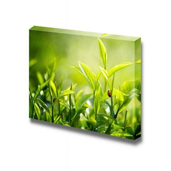 Canvas Prints Wall Art - Close Up of Green Tea Leaves Plants Photograph Nature Beauty | Modern Wall Decor/Home Decoration Stretched Gallery Canvas Wrap Giclee Print & Ready to Hang - 24" x 3