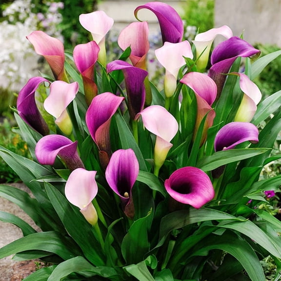 Pasja Calla Lilies Flower Bulbs - 3 Bulbs per Pack - Attracts Butterflies and Hummingbirds - Deer Resistant - Good as Cut Flowers - Grows Well In Containers - Perennializing - Live Plant Garden
