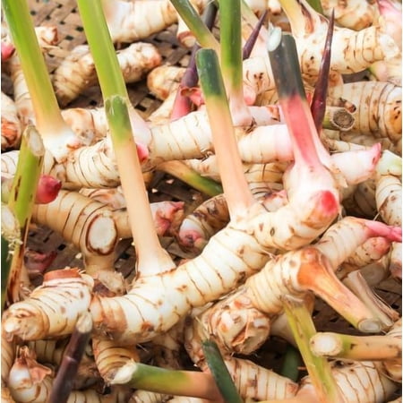 Thai Ginger Plant Live for Planting, Galangal Starter Ginger Plant 4–6 Inches Tall for Indoor Outdoor Garden