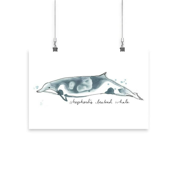 Cetacea Shepherd's Beak Whale. Poster - June Erica Vess Designs,