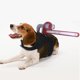 thumbnail image 1 of Disfraces de Halloween para perros, divertido disfraz de mascota, chaleco con cuchillo ensangrentado, vestido de mascota para fiestas y vacaciones oso de fresa  Electrónica, 1 of 3