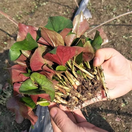 100  Fish Mint Seeds (Houttuynia Cordata, 折耳根) for Planting – Hardy Perennial Plant for Indoor Pots & Outdoor Gardens