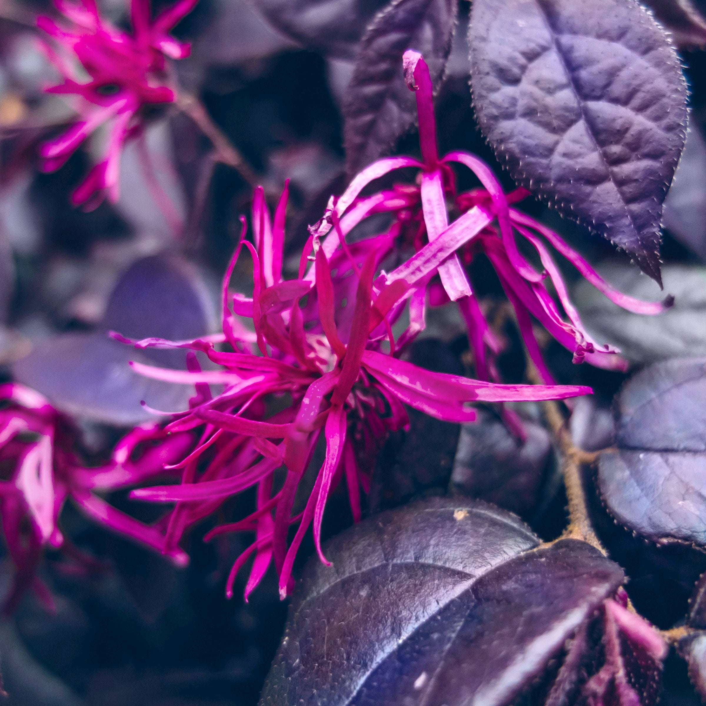 3 gal Loropetalum Purple Daydream Live Shrub with Pink Flowers