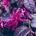 thumbnail image 3 of 3 gal Loropetalum Purple Daydream Live Shrub with Pink Flowers, 3 of 6