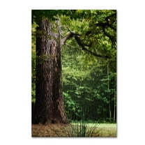 Trademark Fine Art "The old Trunk" Canvas Art by Philippe Sainte-Laudy