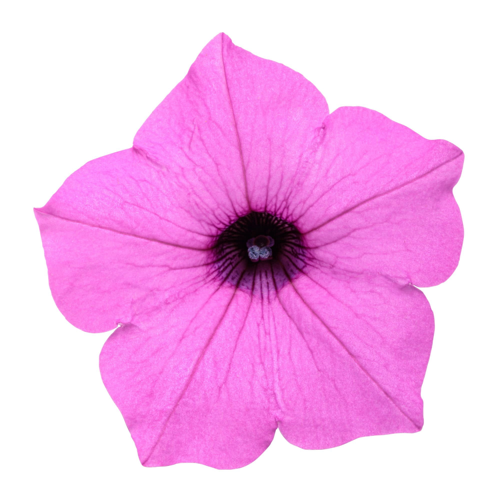 Proven Winners 4" Purple Supertunia Vista Jazzberry Petunia Live Plant in 4.25" Pot (4 Count)