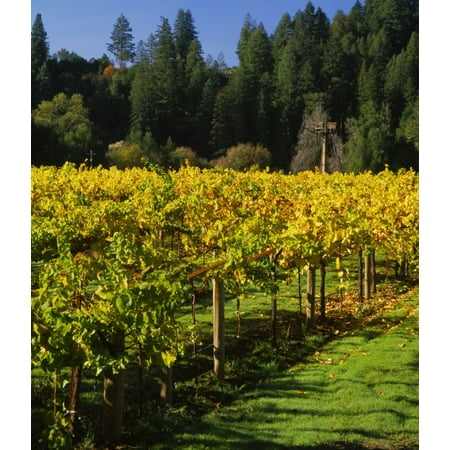Vineyard Russian River Valley Sonoma California USA Stretched Canvas - Panoramic Images (12 x