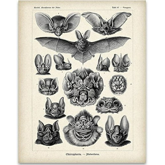 Ernst Haeckel Bats Art Print - 11x14 Unframed Art Print - Great Biology Lab Decor or Gift for People Who are Fascinated with Bats