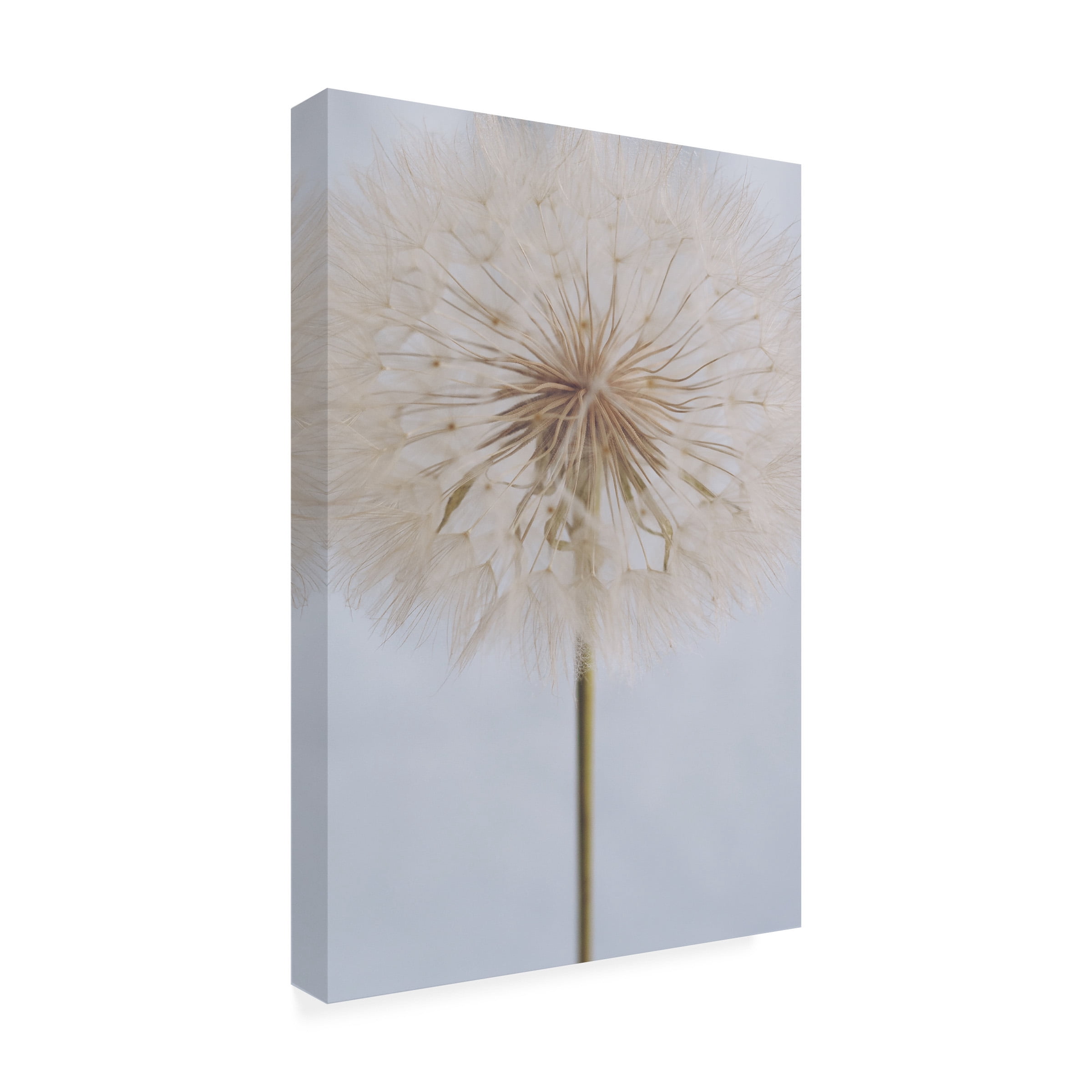Trademark Fine Art uplusmestudio Delicate Dandelion Canvas Wall Art
