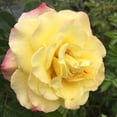 thumbnail image 2 of Heirloom Roses Rose Bush - Rugelda Rugosa , Yellow Live Rose Plant, 2 of 3