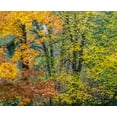 thumbnail image 2 of Gulin, Sylvia 17x15 White Modern Wood Framed Museum Art Print Titled - USA-Washington State-Easton and fall colors on Big Leaf Maple and Vine Maple, 2 of 4