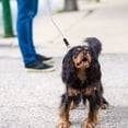 thumbnail image 1 of OULII 1 Pce Sangle de Traction pour Animaux Fil d'Acier Double Têtes Extérieur, 1 of 5