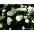 thumbnail image 2 of Seedville 50 Native Hydrangea Flower Seed, Attracts Bees, Butterflies, 2 of 5