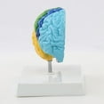 thumbnail image 3 of Right Hemisphere of Brain Human Body Model Education 1:1 for Student Teaching Study Assembling, 3 of 7