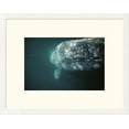 thumbnail image 1 of Global Gallery Tui De Roy 'Gray Whale curious adult investigating underside of boat, Baja, Mexico' Framed Wall Art, 1 of 4