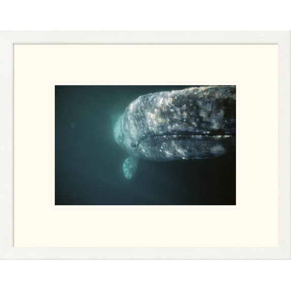 Global Gallery Tui De Roy 'Gray Whale curious adult investigating underside of boat, Baja, Mexico' Framed Wall Art