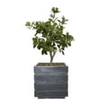 thumbnail image 1 of Artificial Tung Tree 38" Fake Plant Real Touch with Planter, 1 of 3