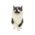 thumbnail image 4 of Petorama Handmade Walking Corgi Resin Statue 1-4 in Black, 4 of 7