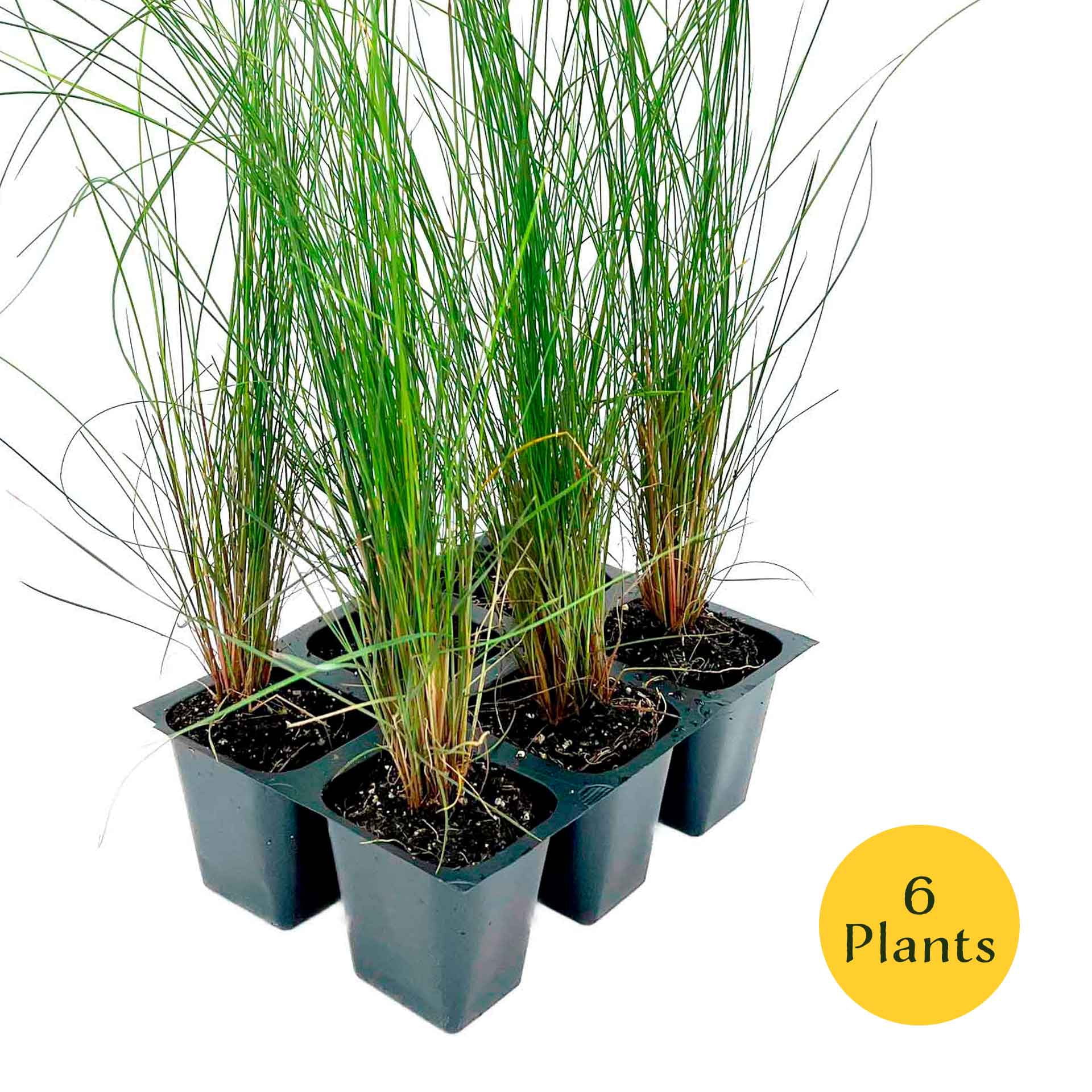6 Pink Muhly Grass – Ornamental Perennial Grass with Cotton-Candy Pink Plumes for Borders & Mass Planting (Muhlenbergia capillaris) in 2.5″ Cubes, Live Plants