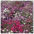 thumbnail image 2 of Everwilde Farms - 1/4 lb Cottage Pinks Garden Flower Seeds - Gold Vault Bulk Seed Packet, 2 of 4