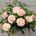 thumbnail image 3 of Heirloom Roses Veranda® Cream™ Floribunda Rose Bush, Own-Root, Repeat Blooming, Hardy, 3 of 5