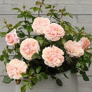 Heirloom Roses Veranda® Cream™ Floribunda Rose Bush, Own-Root, Repeat Blooming, Hardy