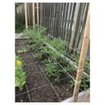 thumbnail image 3 of 6300ft Tomato Twine - Heavy Duty Garden Twine for Trellising, Plant Support - UV Resistant, 3lb Box (2300ft/lb), Easy-Feed, 3 of 9