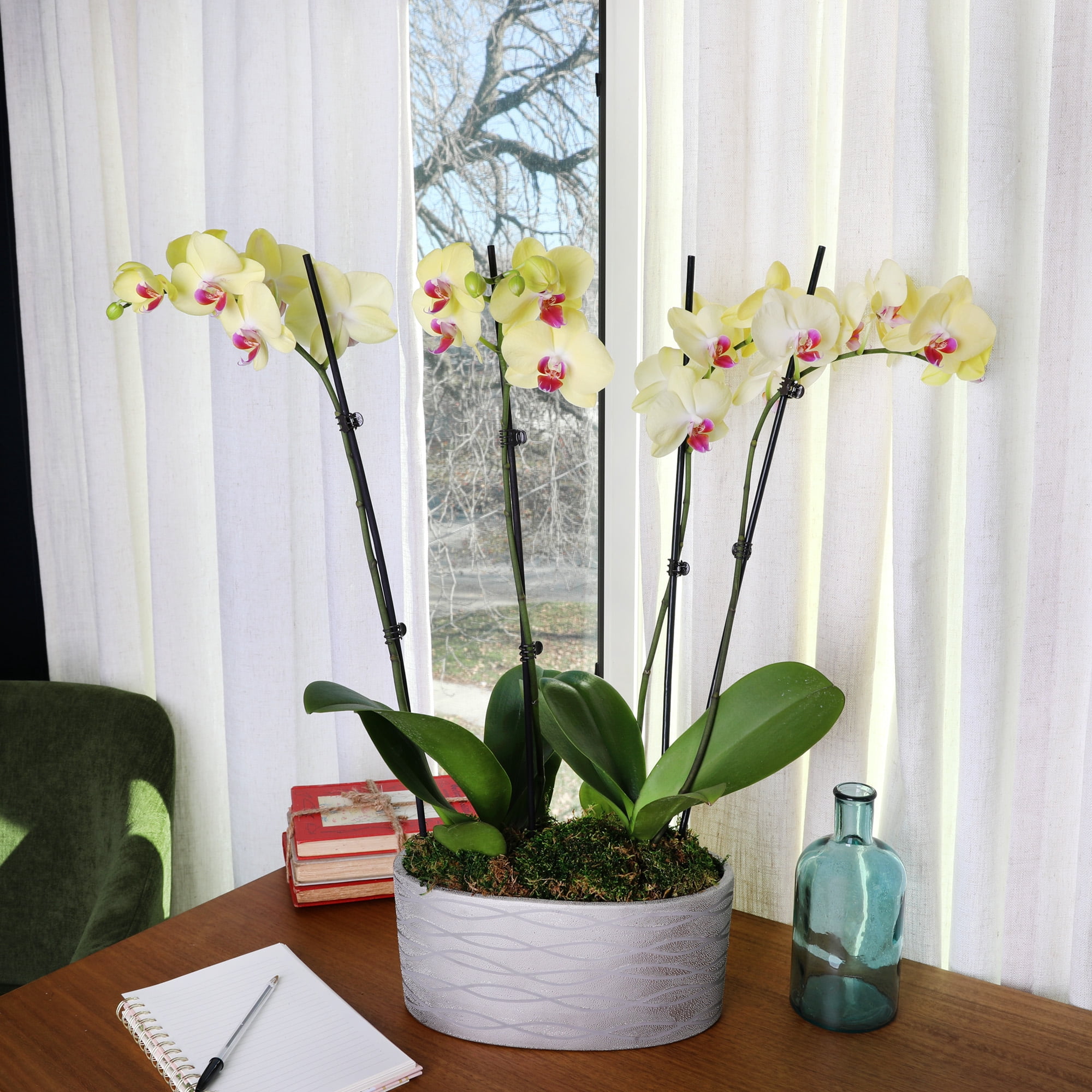 Just Add Ice 16-30" Yellow and Purple Premium Orchid Duo Live Plants in 10" Silver Ceramic Planter, House Plant