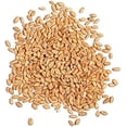 thumbnail image 2 of Wheat Cover Crop Seeds | Made in USA (2 Pounds), 2 of 3