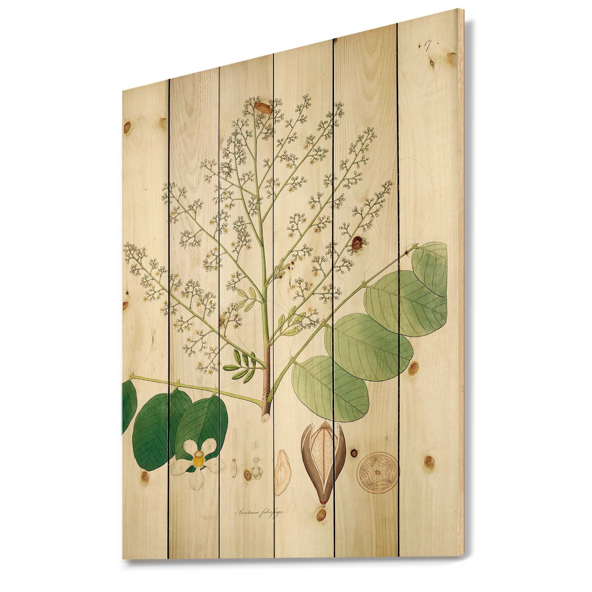 Designart 'Ancient Botanicals XVI' Farmhouse Print on Natural Pine Wood