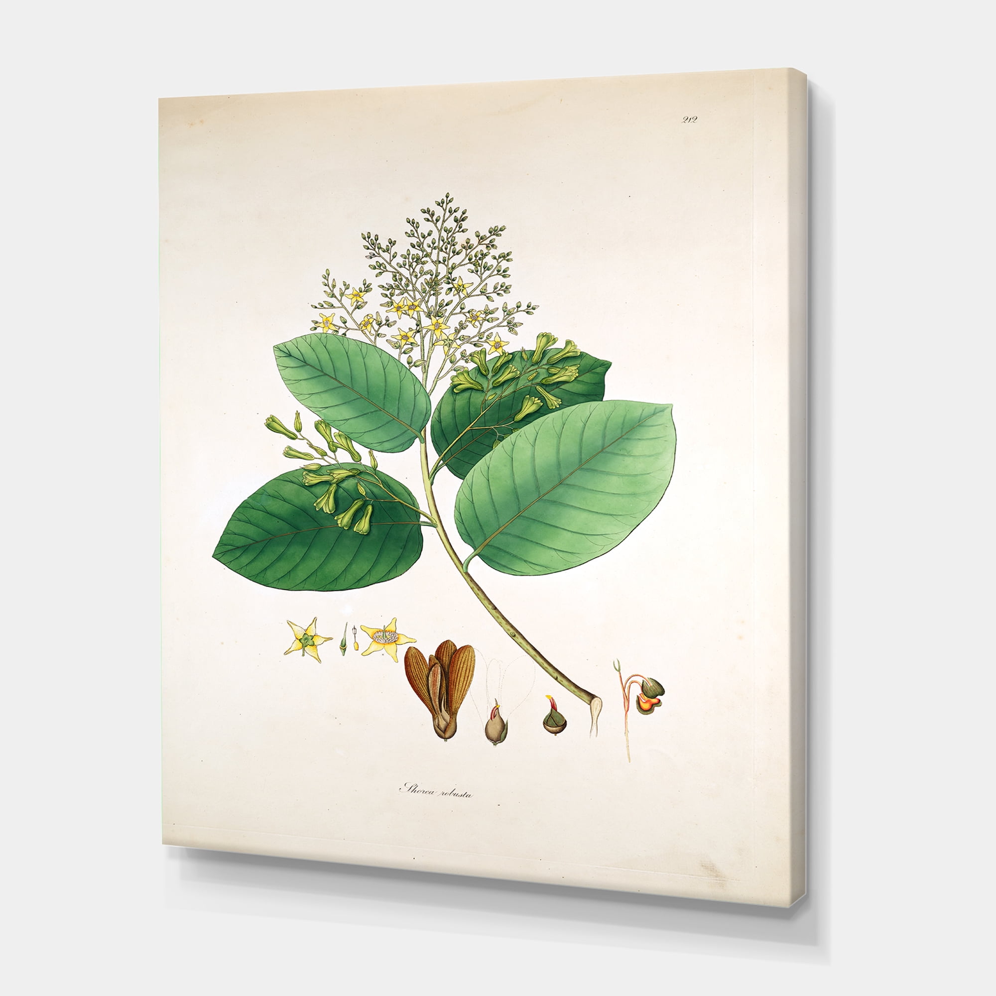 Designart ' Ancient Botanicals III ' Farmhouse Canvas Wall Art Print
