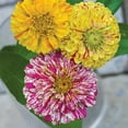 Burpee Candy Cane Mix Zinnia Flower Seed, 1Pack