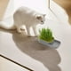 thumbnail image 5 of Kit de Cultivo Hidropónico de Pasto para Gatos: Jardinera de Pasto de Trigo Sin Tierra con Tapa Desmontable para Mascotas de Interior, Ayuda Digestiva y Refrigerio Saludable, 7.87 X 3.54 X 1.97 Pulga, 5 of 6