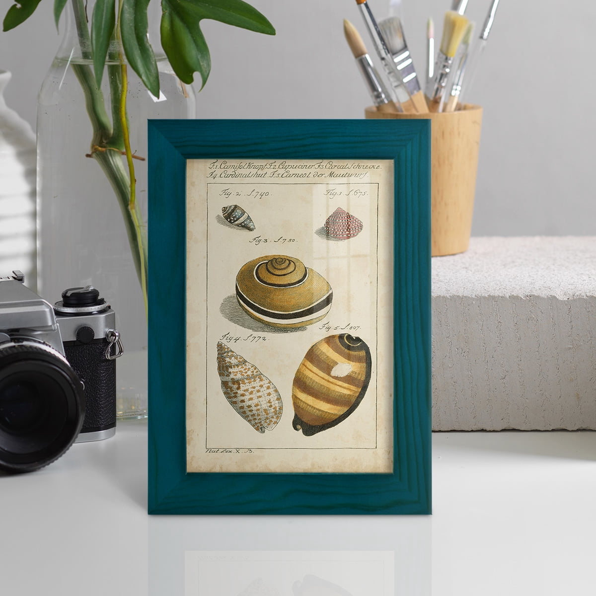Vintage Shell Study IV -Framed Print w/glass-Ocean Blue