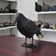 thumbnail image 5 of Repelente de palomas - Cuervo - Repelente contra pájaros pequeños y palomas - Alcance de aproximadamente 36 cm., 5 of 5