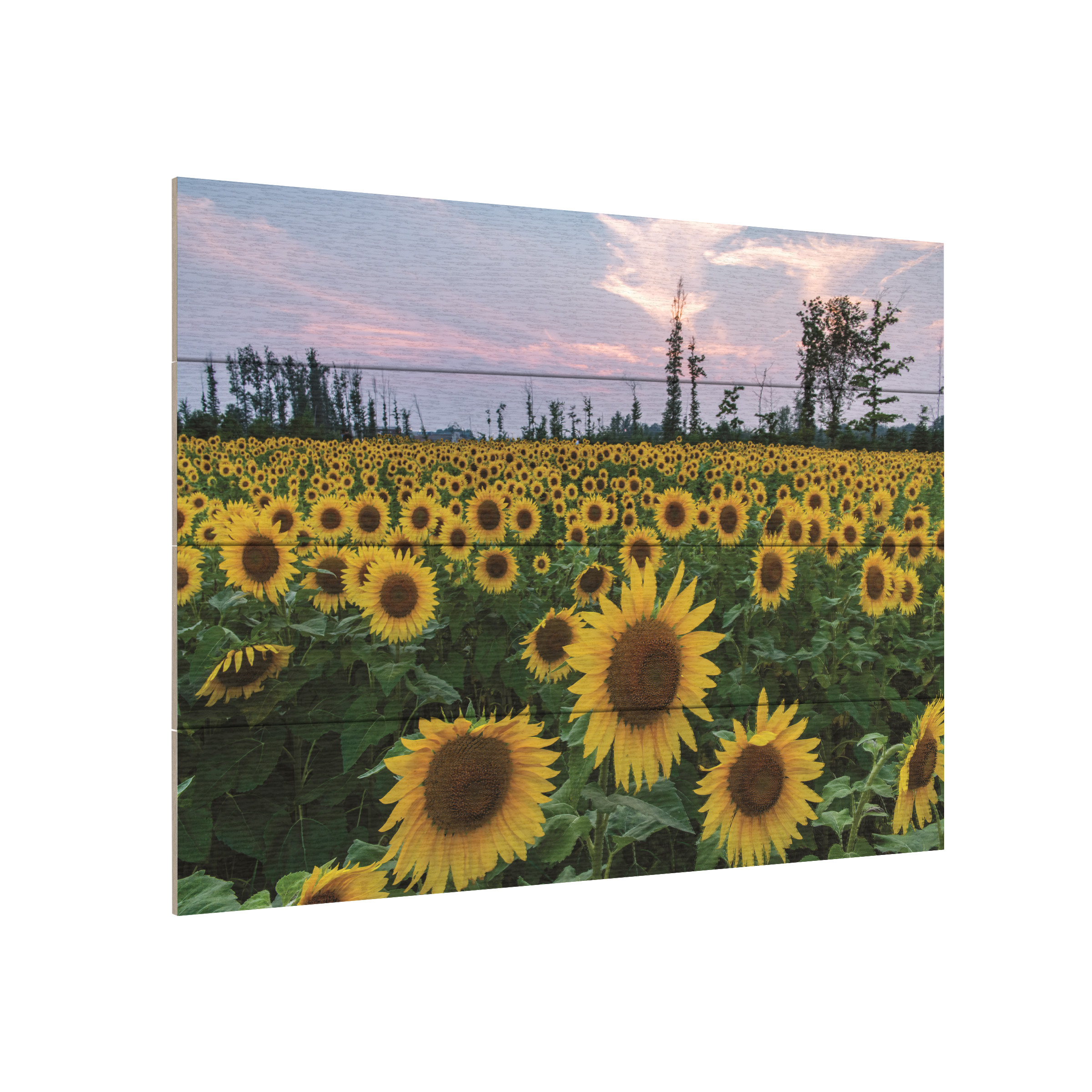 Kurt Shaffer 'Sunflowers Of Hope' Wood Slat Art 12x16