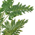 thumbnail image 4 of Vickerman 38" Artificial Potted Grand Philodendron Bush., 4 of 7