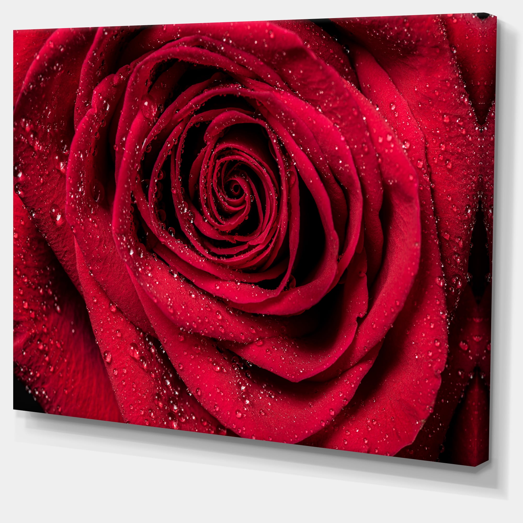 Designart 'Red Rose Petals with Rain Droplets ' Floral Art Canvas Print