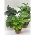 thumbnail image 2 of Premium Indoor Foliage Assortment, 5 Different Leafy House Plants in 4 inch pots, 2 of 9